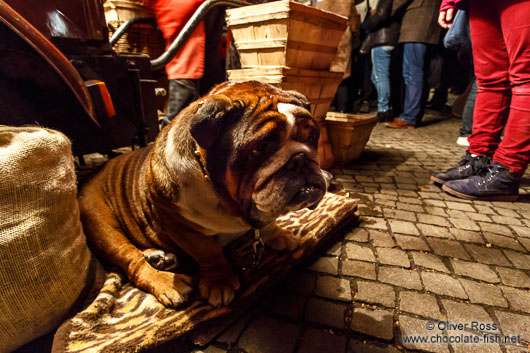 Dog at the Gengenbach Christmas market