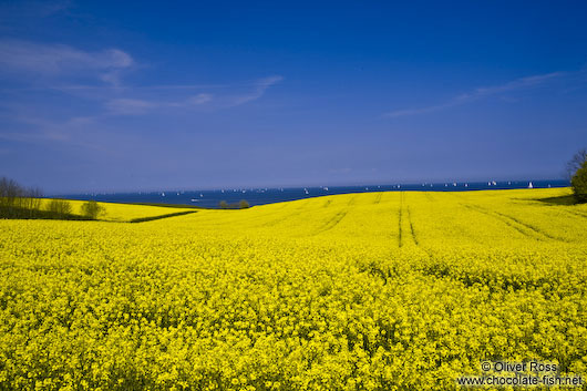 Rape field at the Baltic cost near Bülk