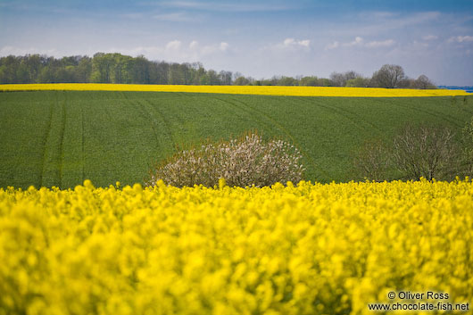 Landscape near Bülk