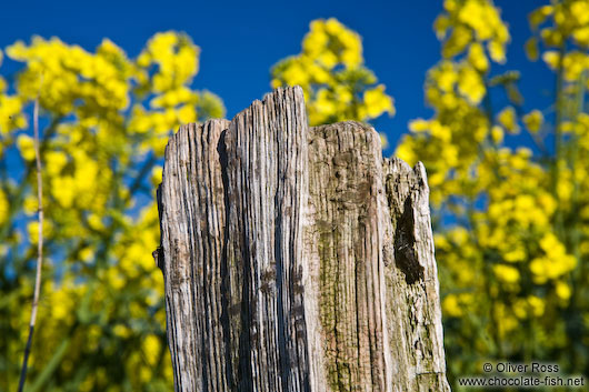 Fence detail with flowering rape plants in the background