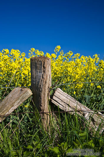 Fence detail with flowering rape plants in the background