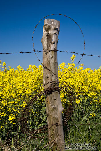 Fence detail with flowering rape plants in the background