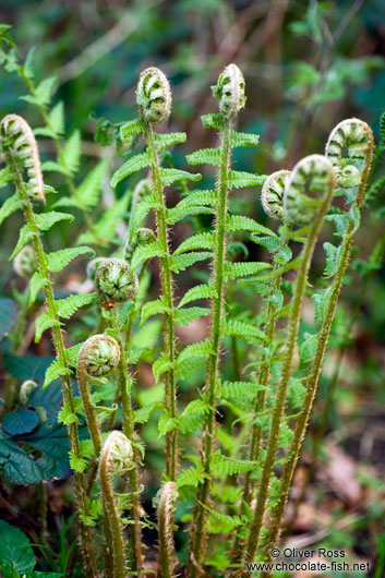 Uncurling fern in a forest near Kiel