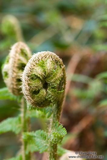 Uncurling fern in a forest near Kiel