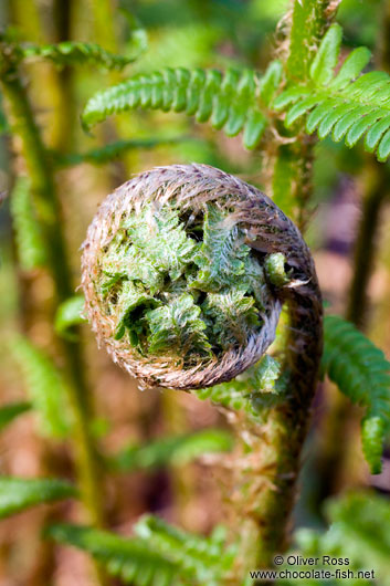 Uncurling fern in a forest near Kiel