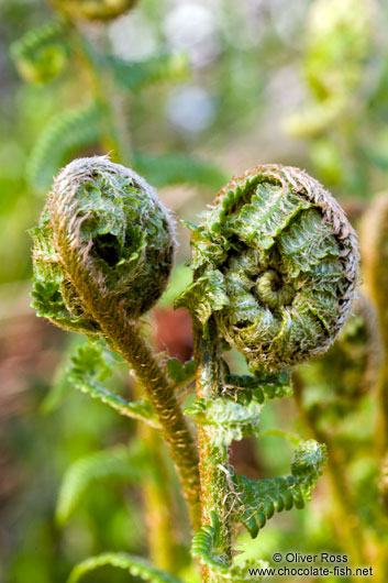 Uncurling ferns in a forest near Kiel