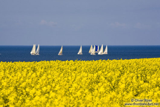 Rape field near Kiel with the Baltic sea in the background