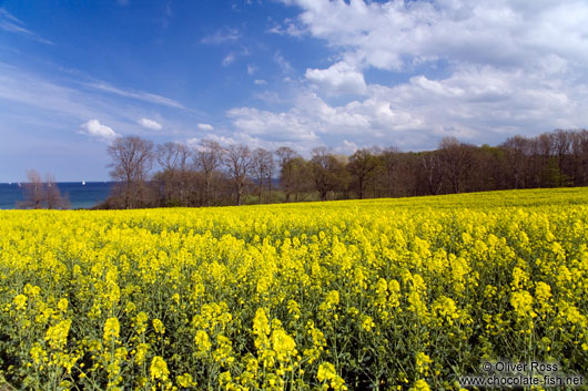 Rape field near Kiel with the Baltic sea in the background