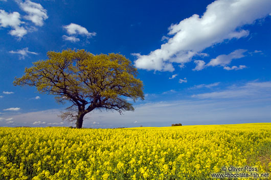 Rape field with oak tree