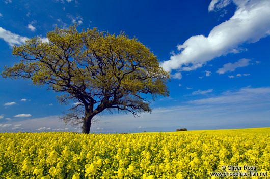 Rape field with oak tree