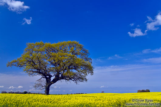 Rape field with oak tree