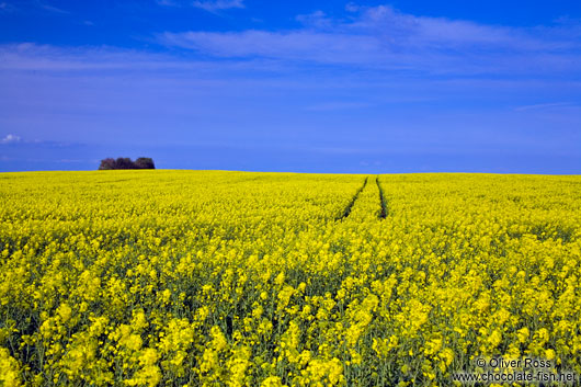 Rape field with tractor tracks