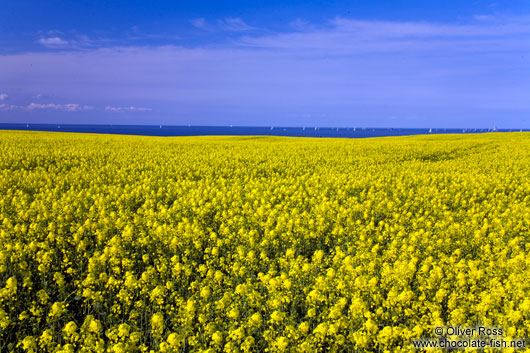 Rape field near Kiel with Baltic Sea in the background