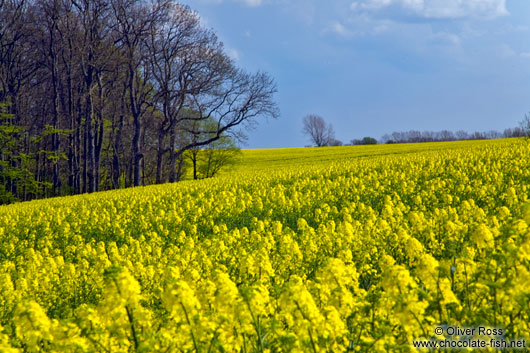 Rape field with forest