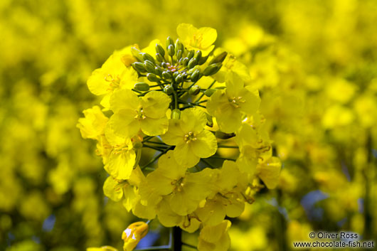 Rape seeds and flower in a field