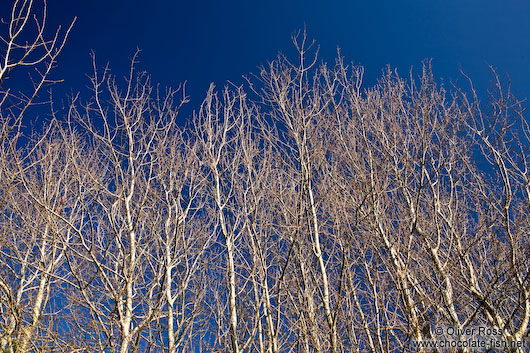 Trees against the sky near Kiel