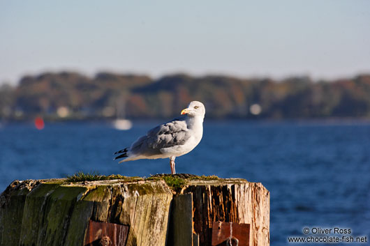 Sea gull at the exit of the Kiel Canal