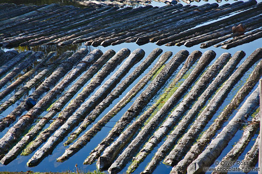 Logs in a side arm of the Kiel canal connecting the North and Baltic Seas near Kiel