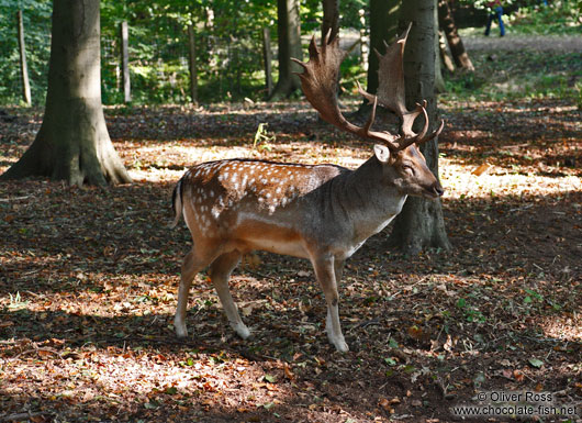 Deer in Kiel forest