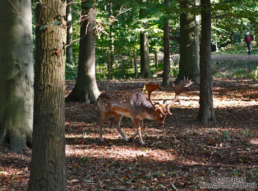Deer in Kiel forest