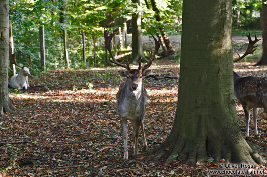 Deer in Kiel Forest
