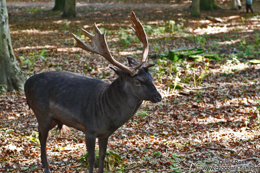 Black deer in Kiel Forest