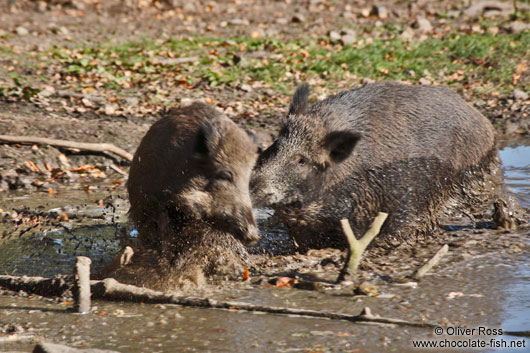 Wild boar fight