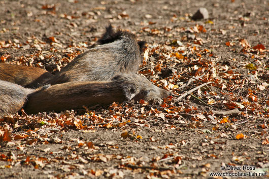 Young piglets dozing in the autumn sun in Kiel forest