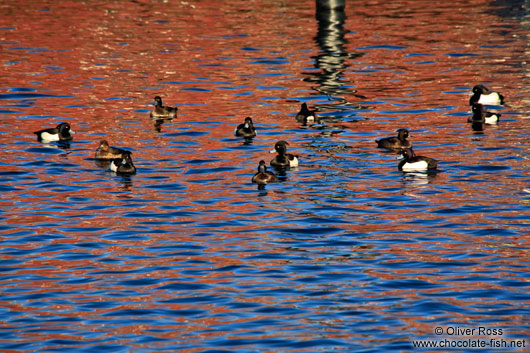 Ducks in Laboe harbour