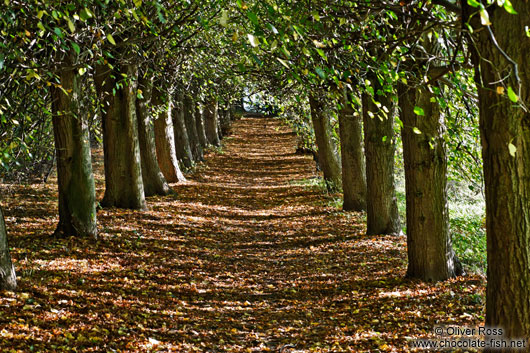 Forest path near Malente