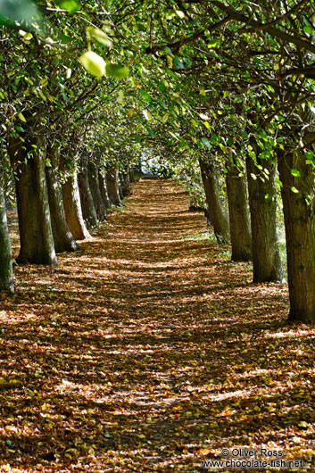 Forest path near Malente