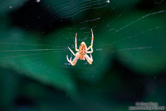 Spider in Plön