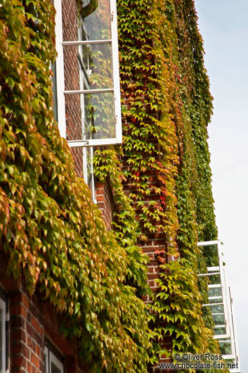 Ivy Facade