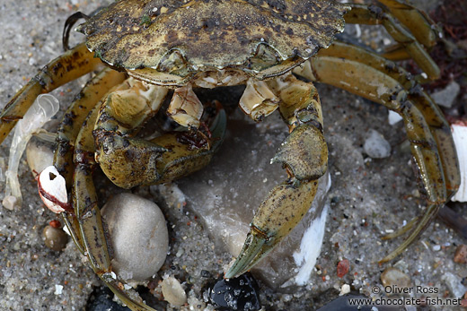 Crab on beach