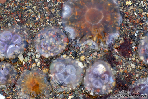 Jellyfish washed up on a beach