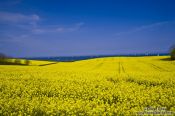 Travel photography:Rape field at the Baltic cost near Bülk, Germany