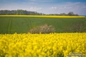 Travel photography:Landscape near Bülk, Germany