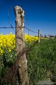 Travel photography:Fence detail with flowering rape plants in the background, Germany