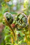 Travel photography:Uncurling ferns in a forest near Kiel, Germany