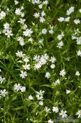 Travel photography:Small daisy flowers in a forest near Kiel, Germany