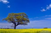 Travel photography:Rape field with oak tree, Germany