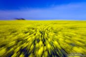 Travel photography:Rape field explosion, Germany