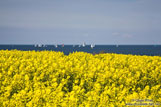 Travel photography:Rape field near Kiel with Baltic Sea in the background, Germany