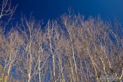 Travel photography:Trees against the sky near Kiel, Germany