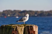 Travel photography:Sea gull at the exit of the Kiel Canal, Germany