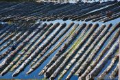 Travel photography:Logs in a side arm of the Kiel canal connecting the North and Baltic Seas near Kiel, Germany