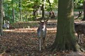 Travel photography:Deer in Kiel Forest, Germany