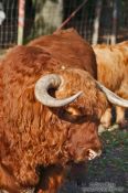 Travel photography:Giant bull in Kiel Forest, Germany