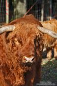 Travel photography:Giant bull in Kiel Forest, Germany