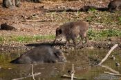 Travel photography:It`s a pig`s life ..., Germany